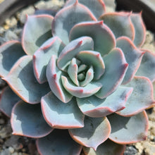 Load image into Gallery viewer, Echeveria 'Caribbean'