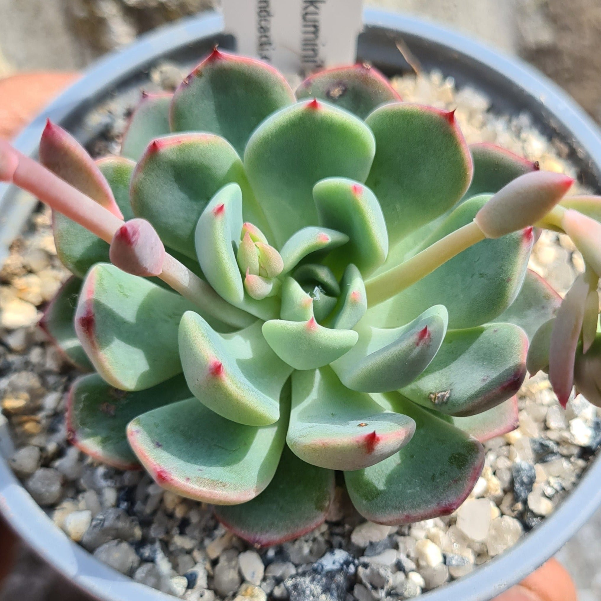 green succulent with red tips Echeveria 'Nanahukumini'