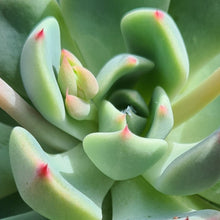 Load image into Gallery viewer, Echeveria 'Nanahukumini'
