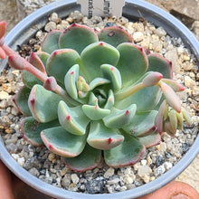 Load image into Gallery viewer, Echeveria 'Nanahukumini'