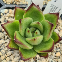 Load image into Gallery viewer, Echeveria agavoides 'Presa Madero'