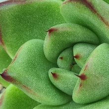 Load image into Gallery viewer, Echeveria agavoides 'Presa Madero'