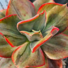 Load image into Gallery viewer, Echeveria 'Minigosaong' (variegated form)