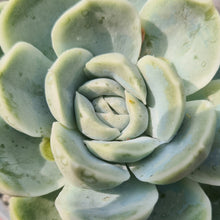 Load image into Gallery viewer, Echeveria Eastoft 'Truly Scrumptious'