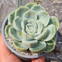 Load image into Gallery viewer, Echeveria Eastoft 'Truly Scrumptious'