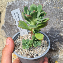 Load image into Gallery viewer, Echeveria skinneri