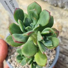 Load image into Gallery viewer, Echeveria skinneri