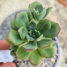Load image into Gallery viewer, Echeveria skinneri