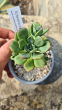 Load image into Gallery viewer, Echeveria skinneri