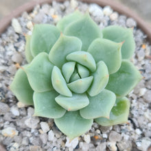 Load image into Gallery viewer, Echeveria 'Team Gish'