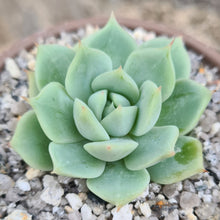 Load image into Gallery viewer, Echeveria 'Team Gish'