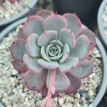 Load image into Gallery viewer, Echeveria laulensis