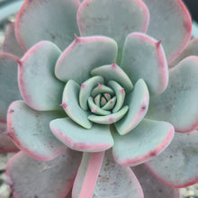 Load image into Gallery viewer, Echeveria laulensis