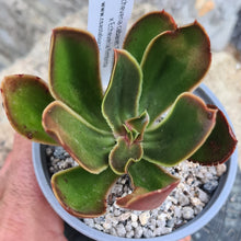 Load image into Gallery viewer, Echeveria cabaret 'Ghost Buster' x Echeveria fimbriata