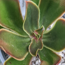Load image into Gallery viewer, Echeveria cabaret 'Ghost Buster' x Echeveria fimbriata