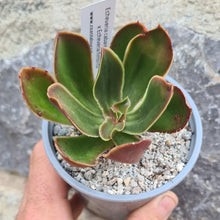 Load image into Gallery viewer, Echeveria cabaret 'Ghost Buster' x Echeveria fimbriata