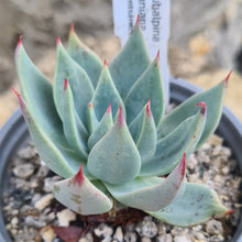 Load image into Gallery viewer, Echeveria subalpina meyraniana