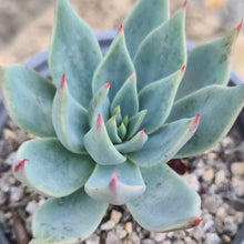 Load image into Gallery viewer, Echeveria subalpina meyraniana