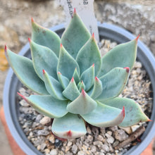 Load image into Gallery viewer, Echeveria subalpina meyraniana
