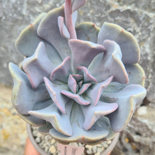 Load image into Gallery viewer, Echeveria 'Cubic Frost'