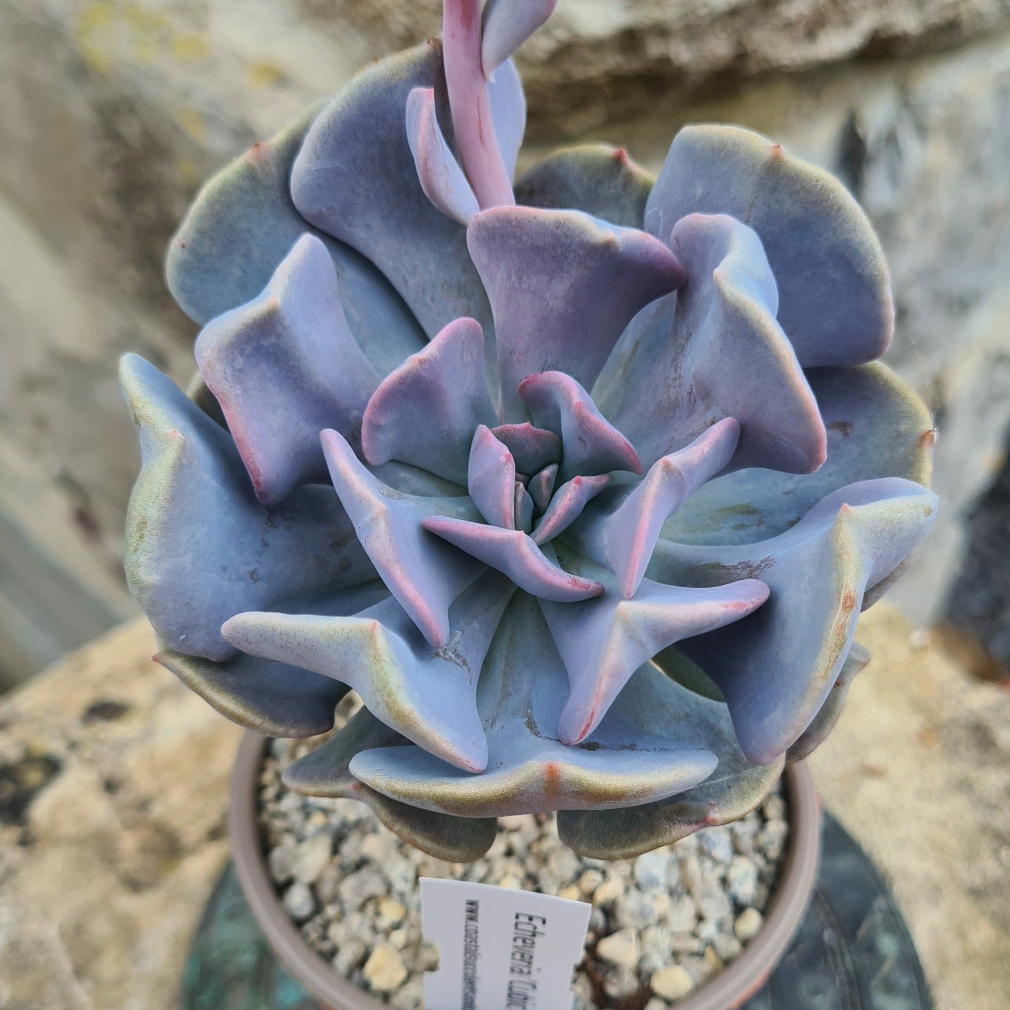 cubic frost succulent care Echeveria 'Cubic Frost'