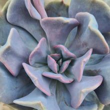 Load image into Gallery viewer, Echeveria 'Cubic Frost'