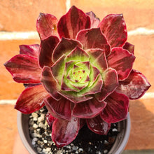 Load image into Gallery viewer, Aeonium 'Firefox'