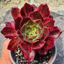 Load image into Gallery viewer, Aeonium 'Firefox'
