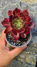 Load image into Gallery viewer, Aeonium 'Firefox'