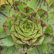 Load image into Gallery viewer, Aeonium 'Phoenix Crown'