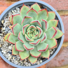 Load image into Gallery viewer, Echeveria 'Korean' pulidonis
