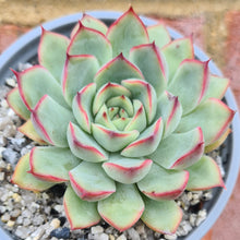 Load image into Gallery viewer, Echeveria 'Korean' pulidonis