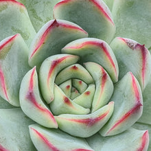 Load image into Gallery viewer, Echeveria 'Korean' pulidonis