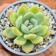 Load image into Gallery viewer, Echeveria 'Starmark'