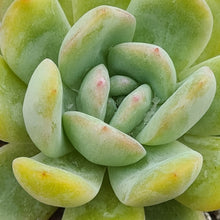 Load image into Gallery viewer, Echeveria 'Starmark'