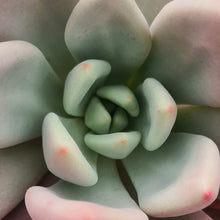 Load image into Gallery viewer, Pachyveria 'Rosy Crow'