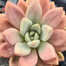 Load image into Gallery viewer, Pachyveria 'Rosy Crow'