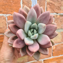 Load image into Gallery viewer, Pachyveria 'Rosy Crow'