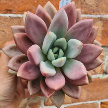 Load image into Gallery viewer, Pachyveria 'Rosy Crow'