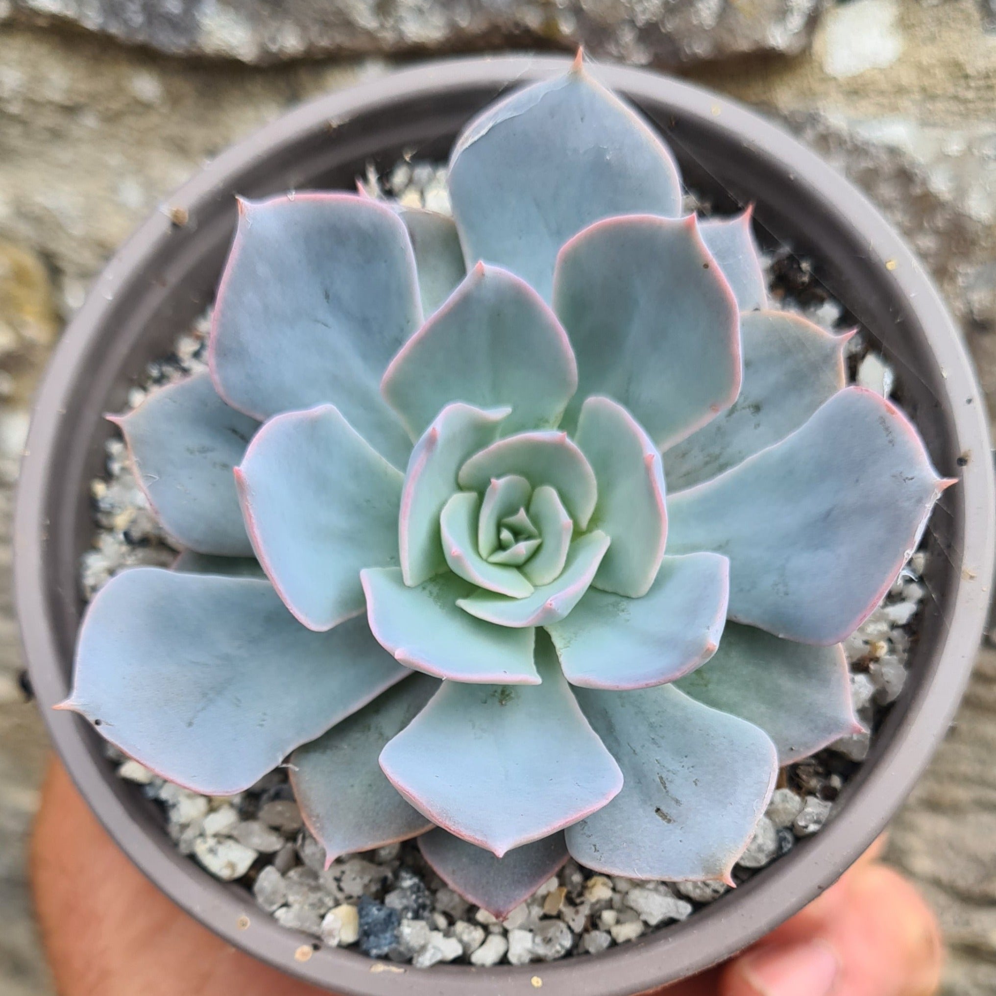succulents canada Echeveria 'Canadian'