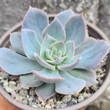 Load image into Gallery viewer, Echeveria 'Canadian'