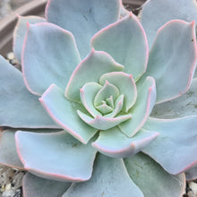 Load image into Gallery viewer, Echeveria 'Canadian'