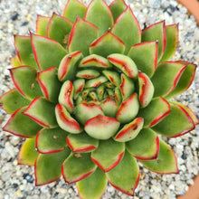 Load image into Gallery viewer, Echeveria 'Eastoft pulvoide'