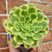 Load image into Gallery viewer, Aeonium 'Yanning'