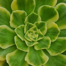 Load image into Gallery viewer, Aeonium 'Yanning'