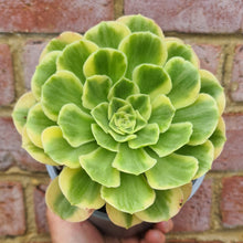 Load image into Gallery viewer, Aeonium 'Yanning'