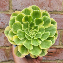 Load image into Gallery viewer, Aeonium 'Yanning'
