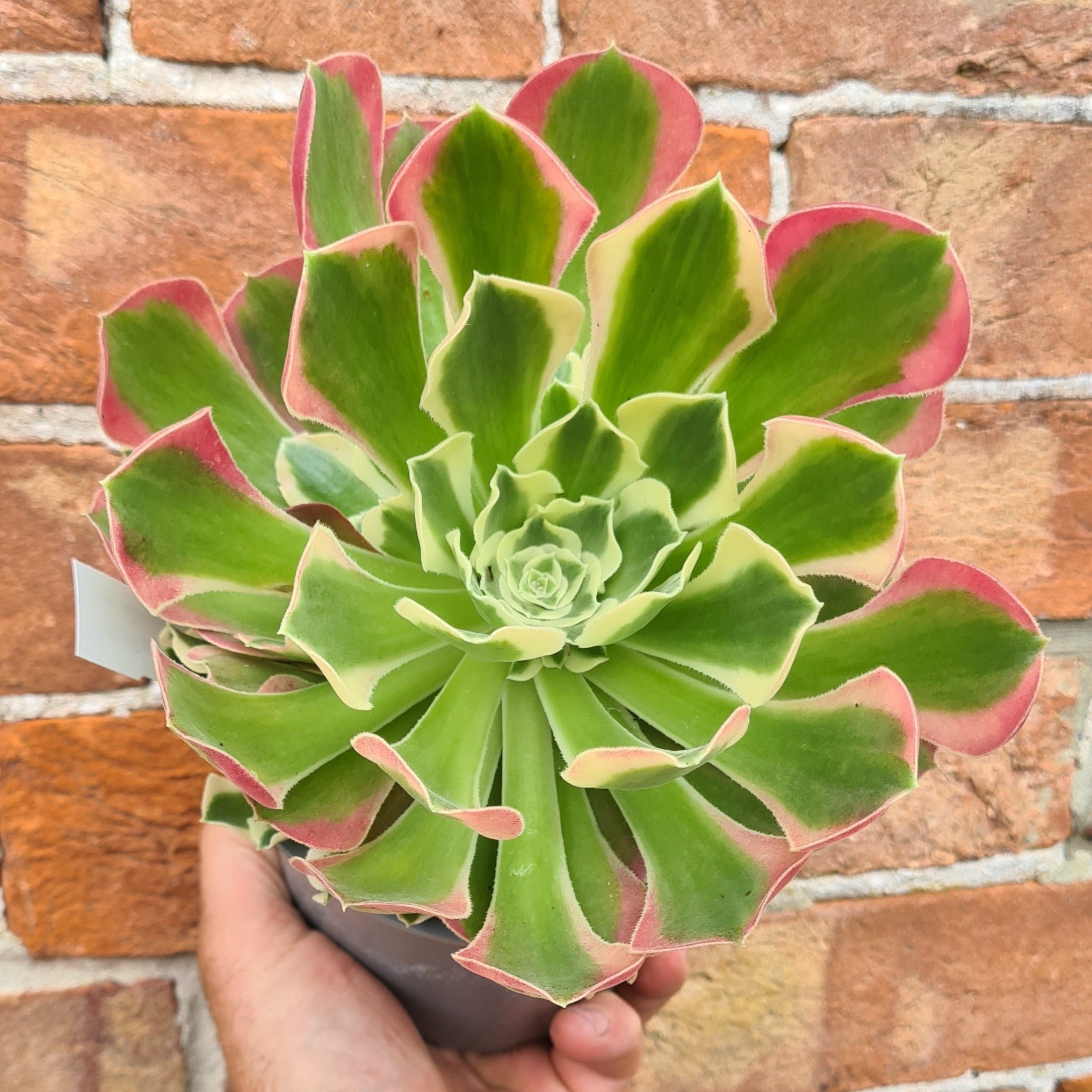 succulent witch Aeonium 'Green Witch'