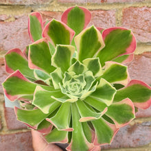 Load image into Gallery viewer, Aeonium 'Green Witch'