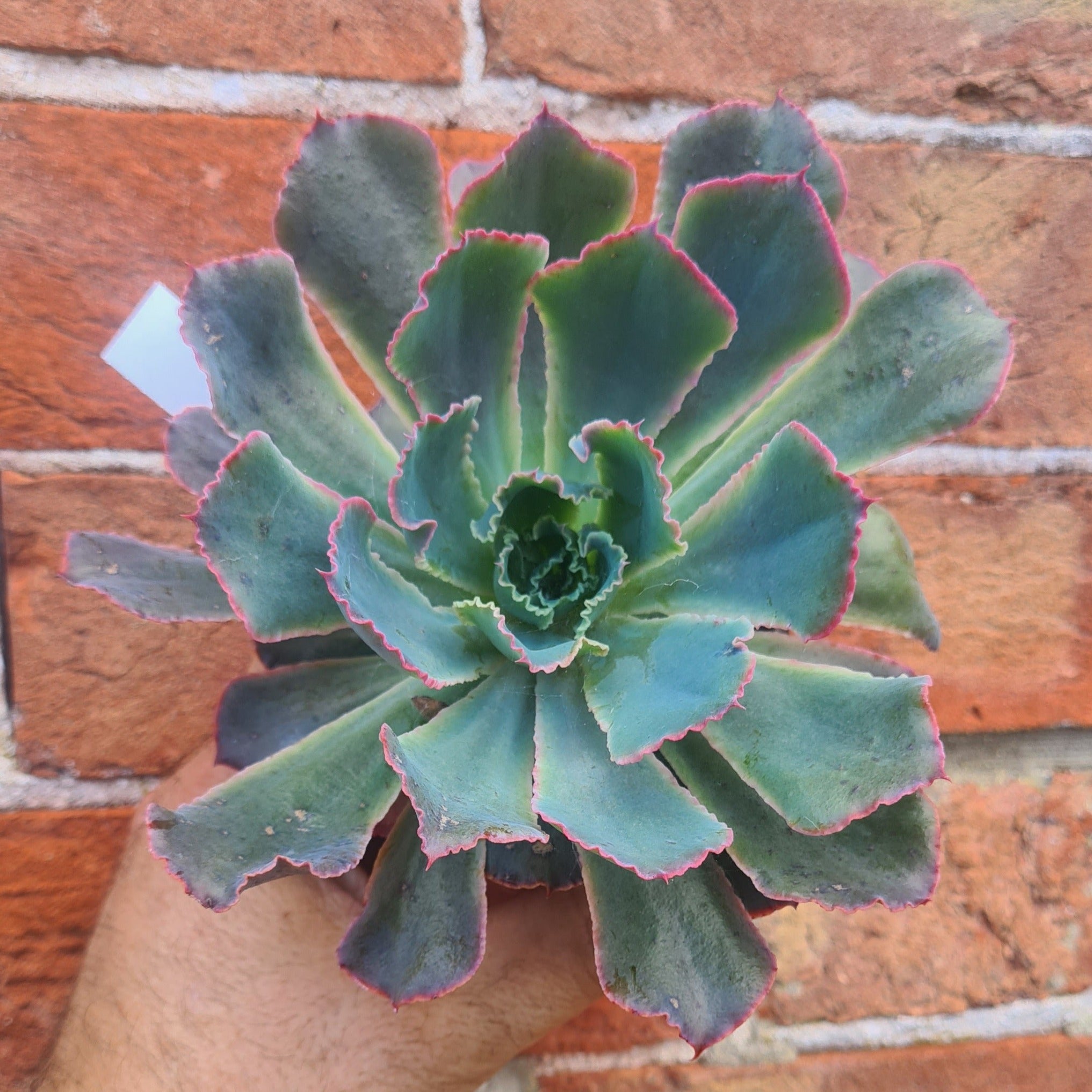 echeveria neon breaker succulent Echeveria 'Neon Breakers'
